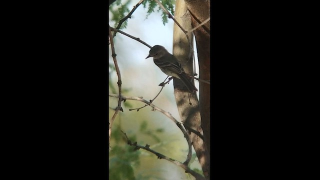 Gray Flycatcher - ML601264031