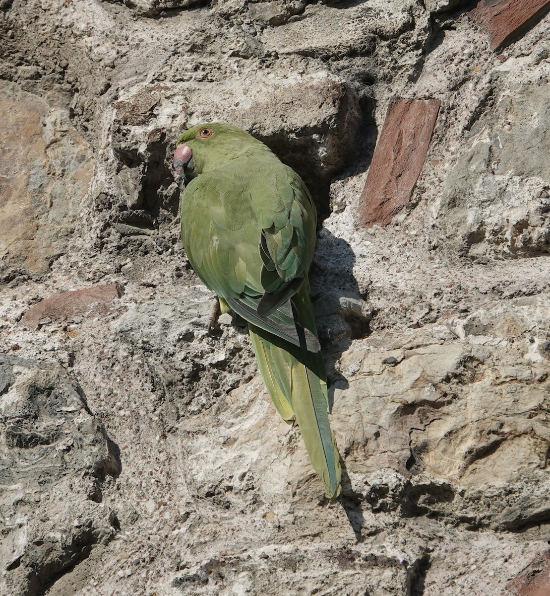 Rose-ringed Parakeet - Snotty Foster