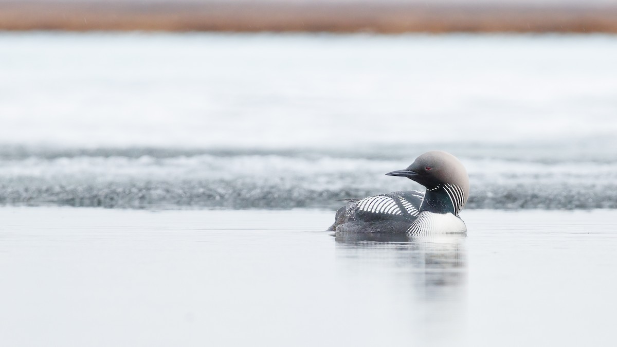 Pacific Loon - ML601264391