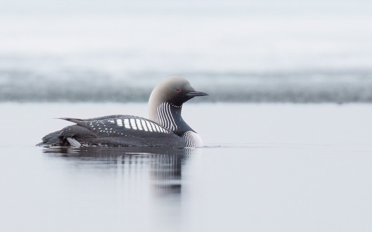 Pacific Loon - ML601264401