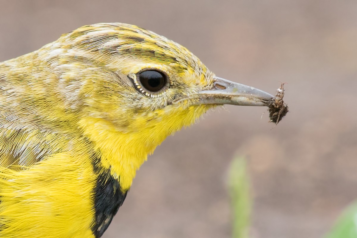Pipit doré - ML601264931