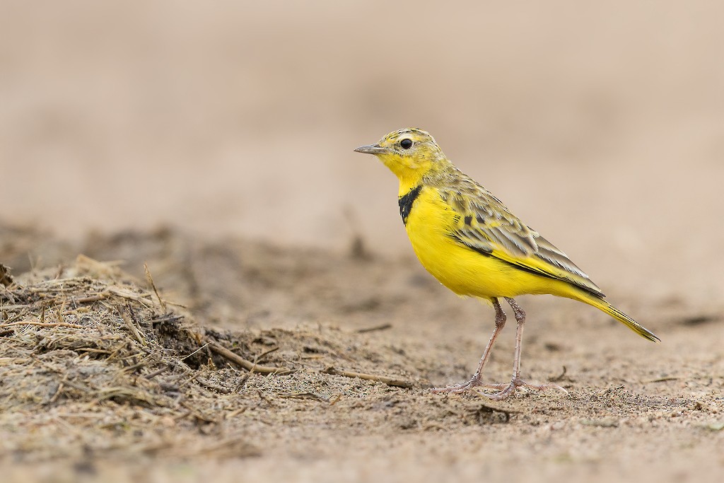 Pipit doré - ML601264941