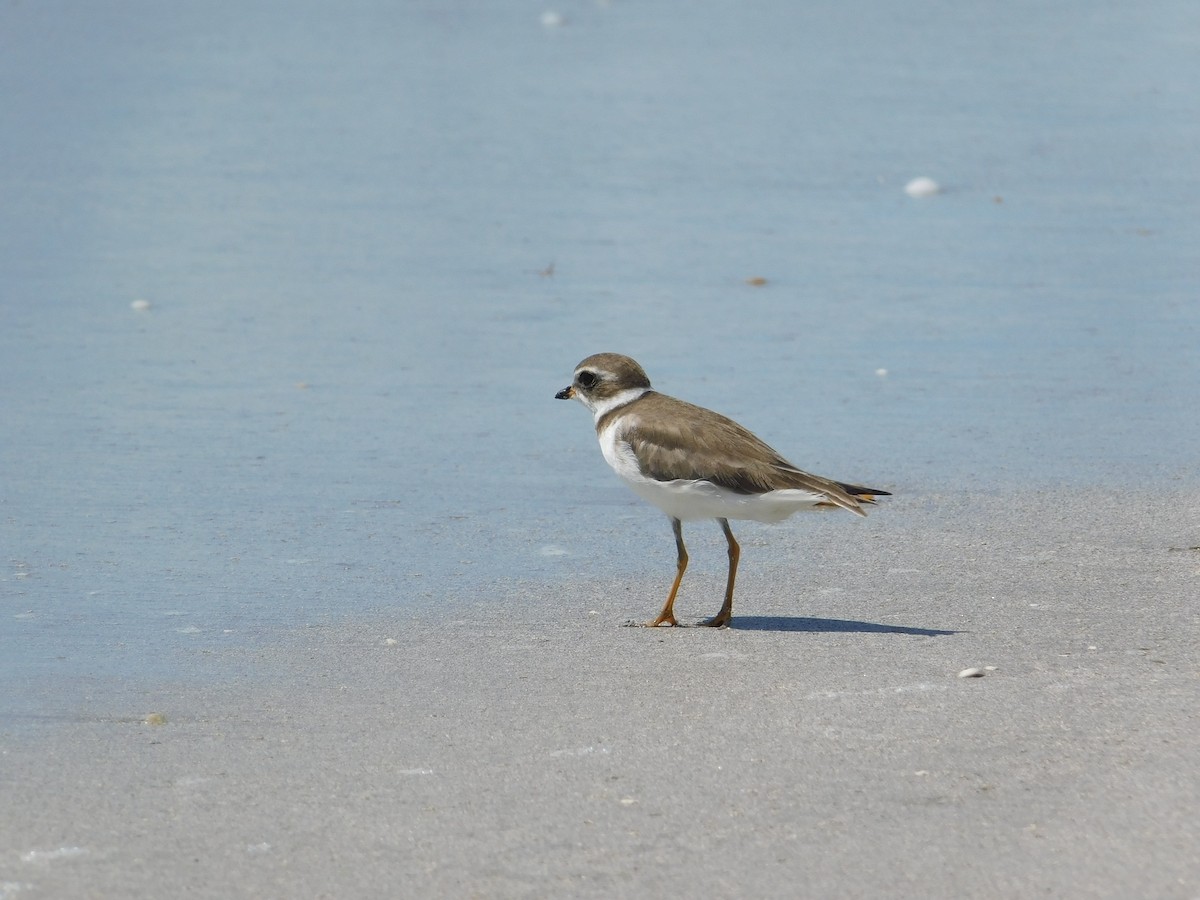 Semipalmated Plover - ML601265101