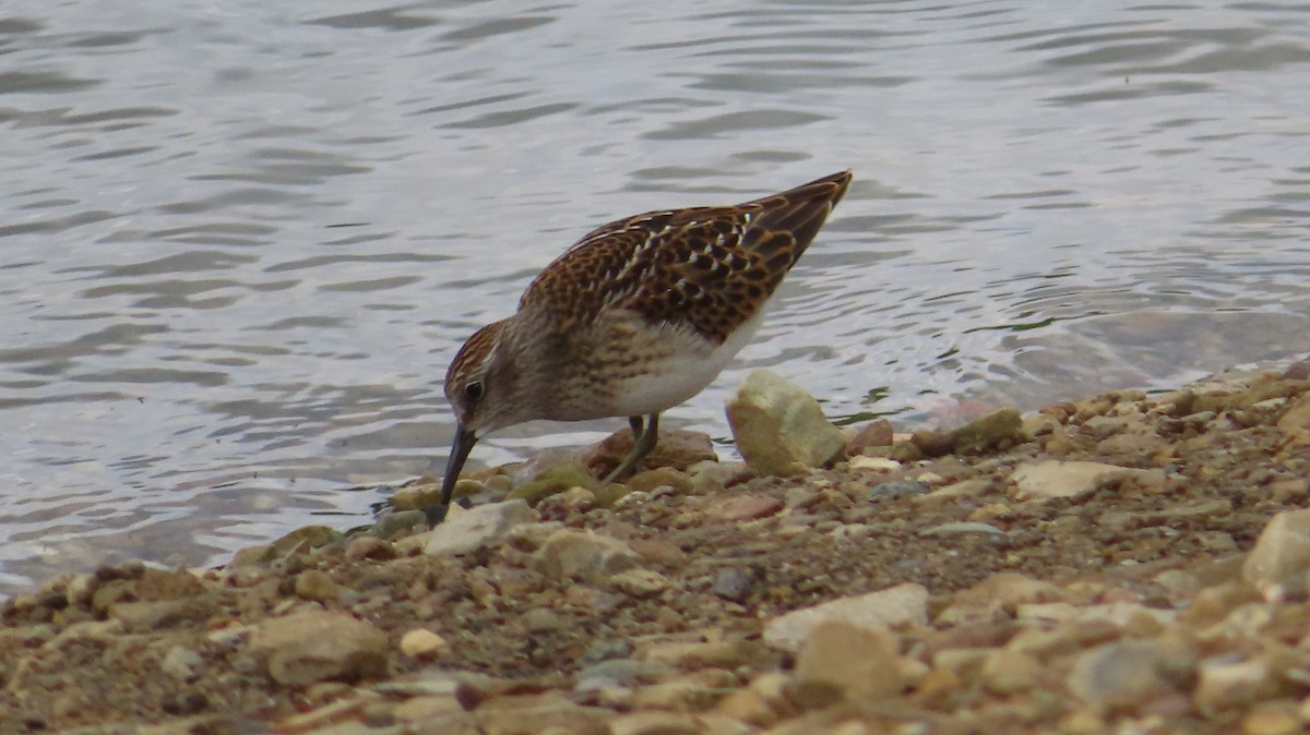 Least Sandpiper - ML601265271