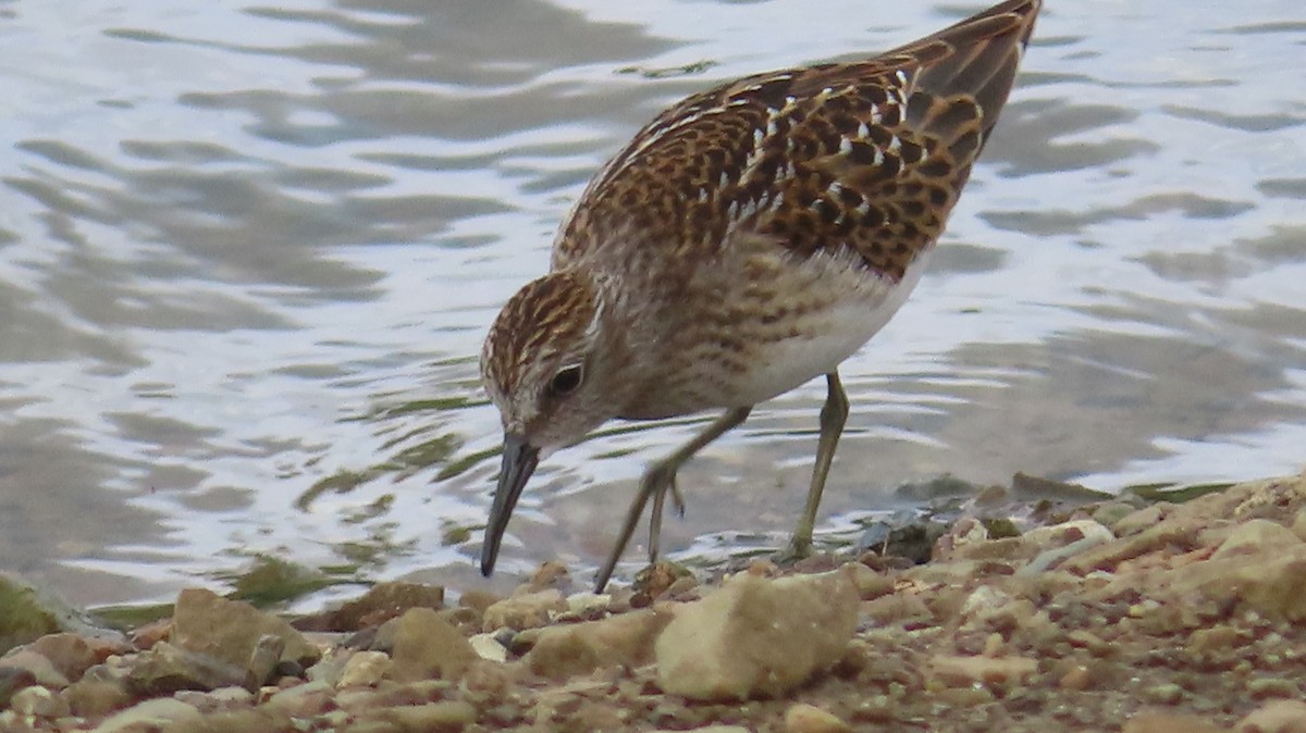 Least Sandpiper - ML601265341