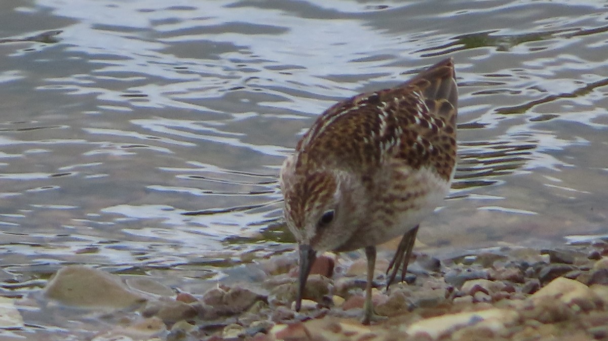 Least Sandpiper - ML601265521