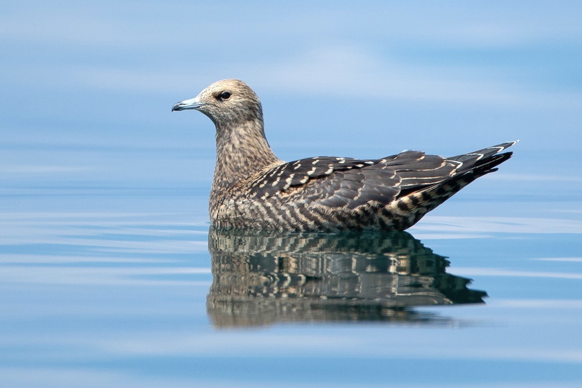 Parasitic Jaeger - ML601265551