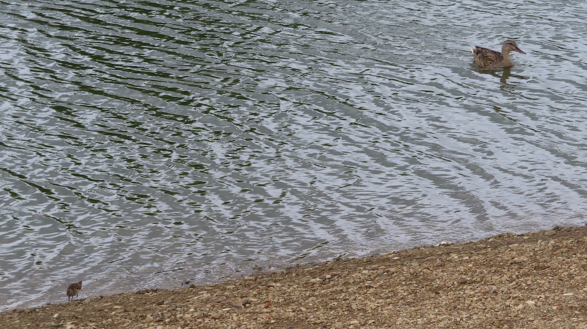 Least Sandpiper - ML601265661