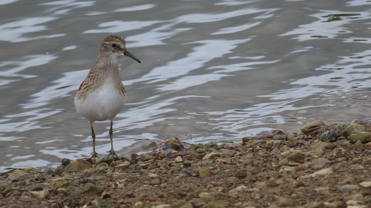 Least Sandpiper - ML601265921