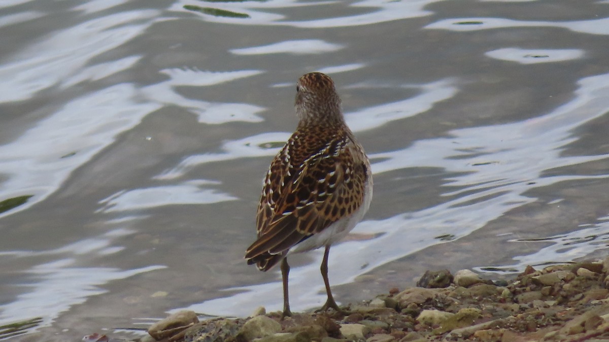 Least Sandpiper - ML601266131