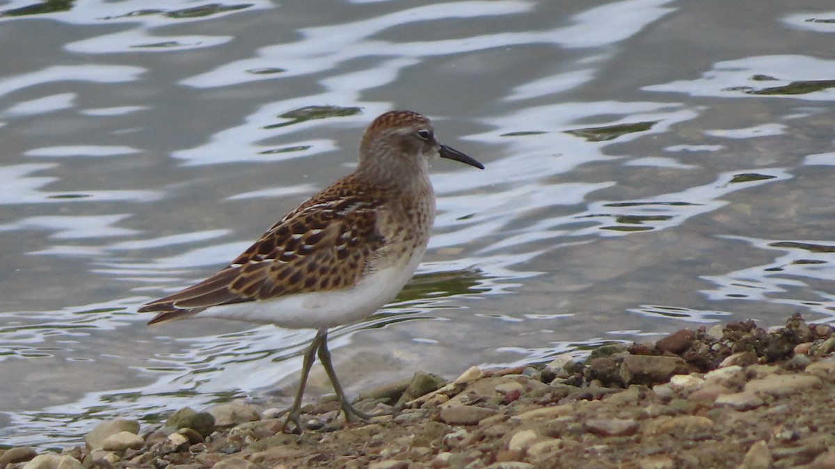 Least Sandpiper - ML601266251