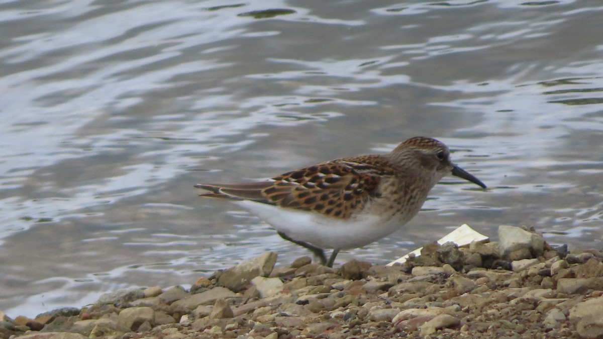 Least Sandpiper - ML601266321