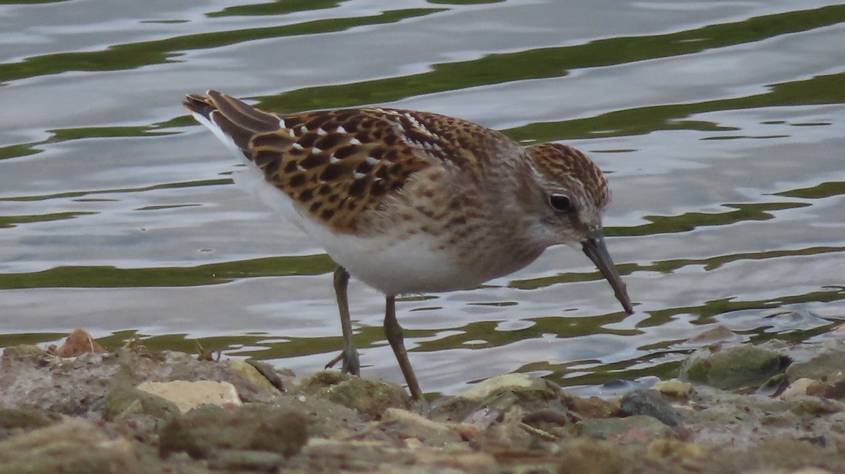 Least Sandpiper - ML601266591