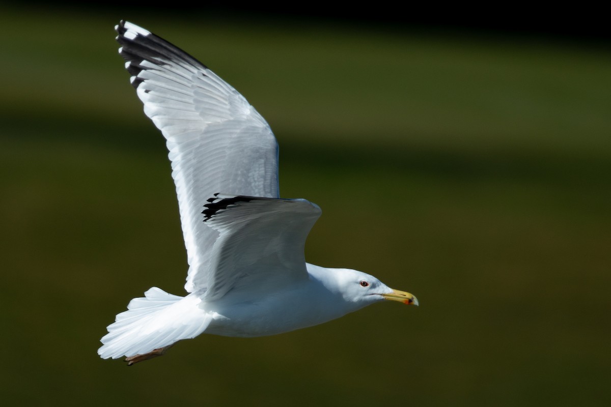 Gaviota del Caspio - ML601266631