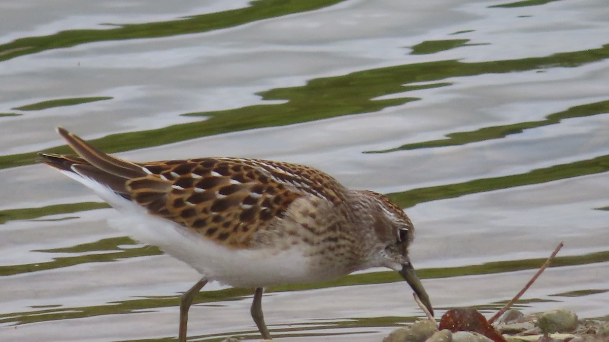 Least Sandpiper - ML601266731