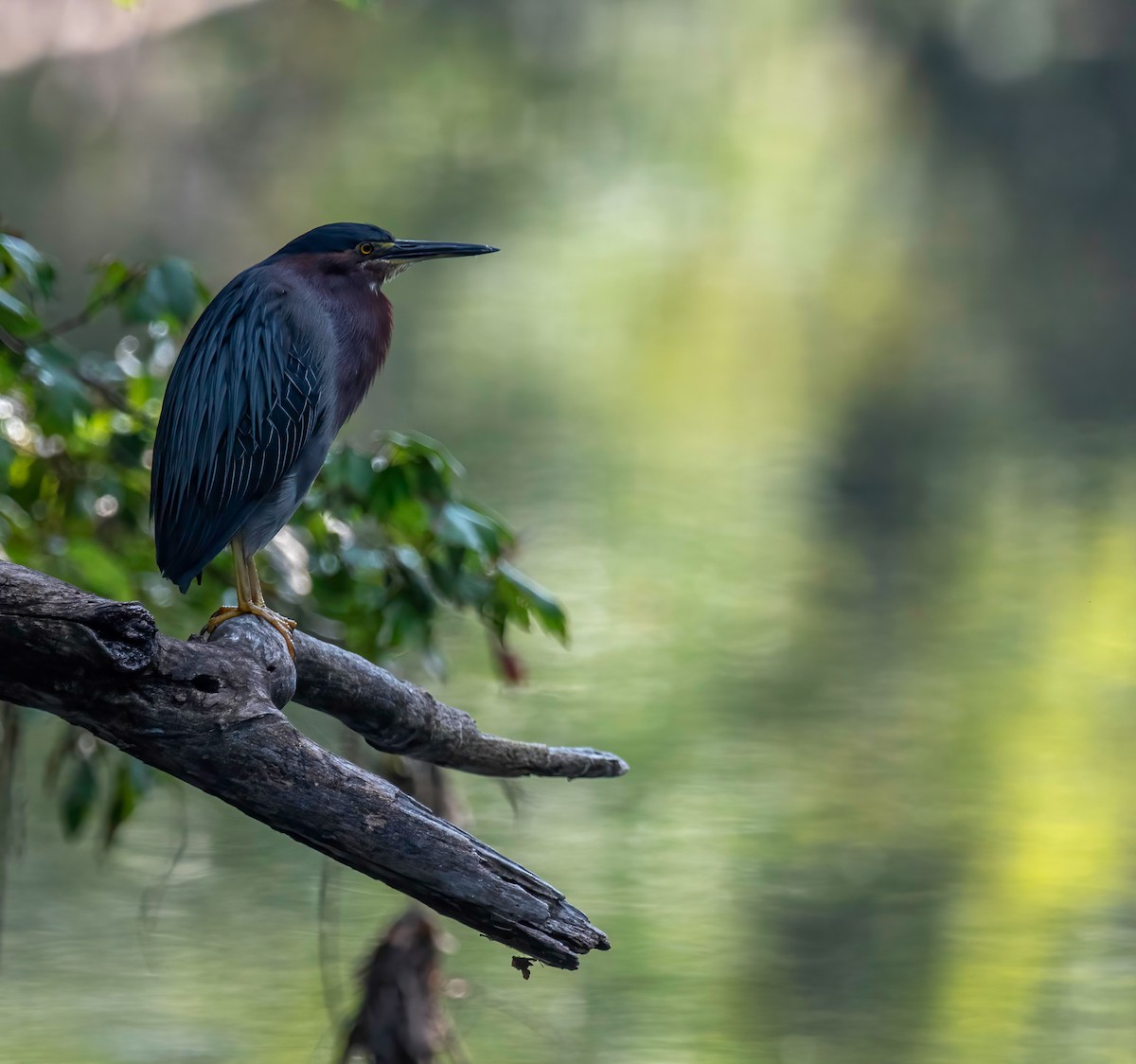 Garcilla Verde - ML601266991