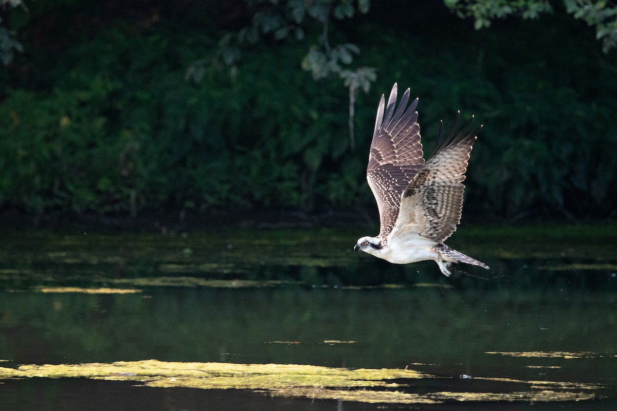 Osprey - ML601267091