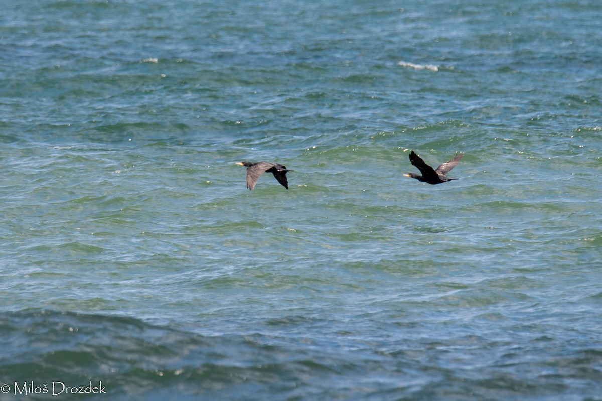 Great Cormorant - ML601267411