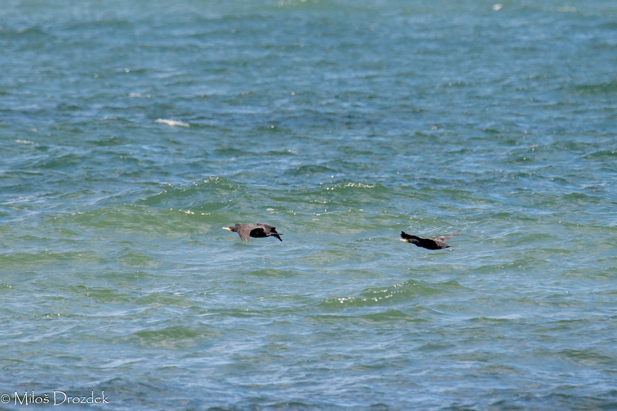 Great Cormorant - Miloš Drozdek