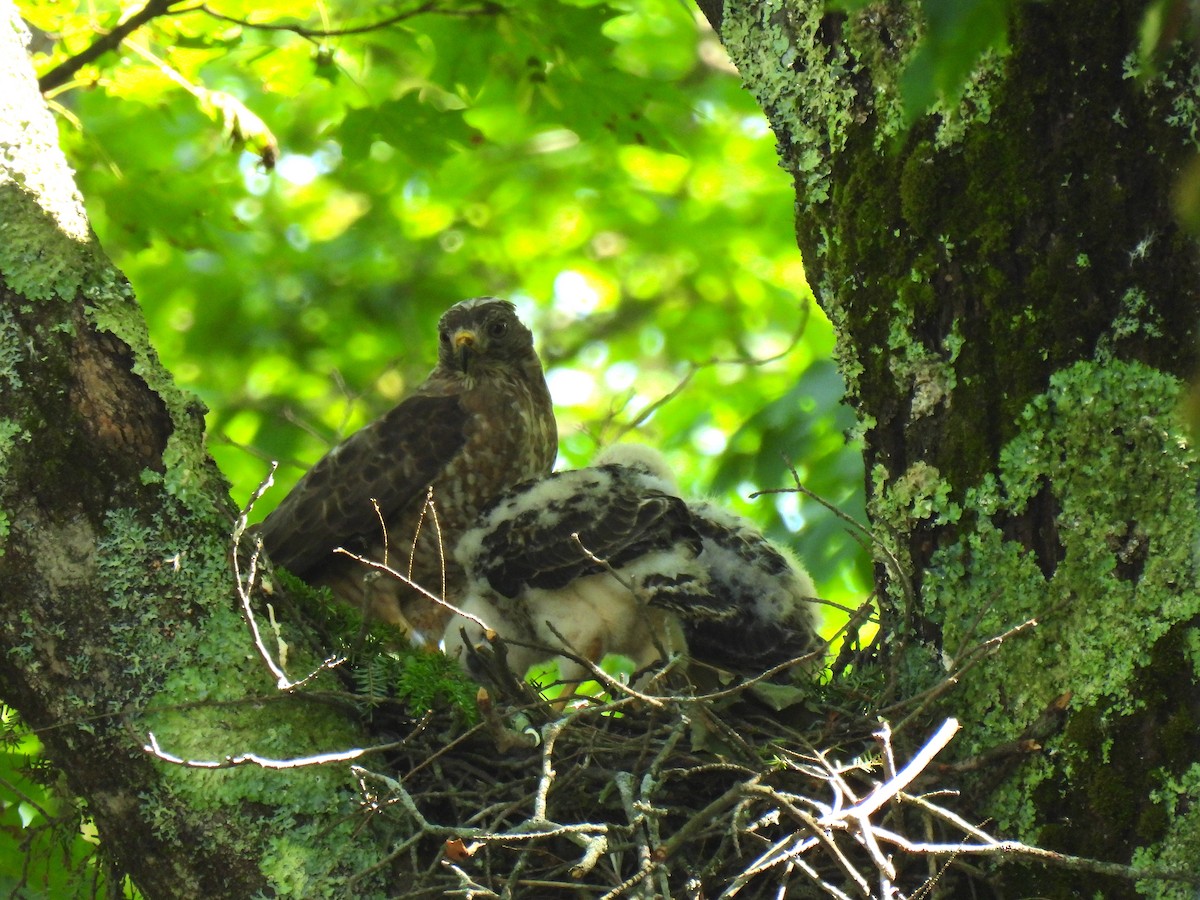 Broad-winged Hawk - ML601268501