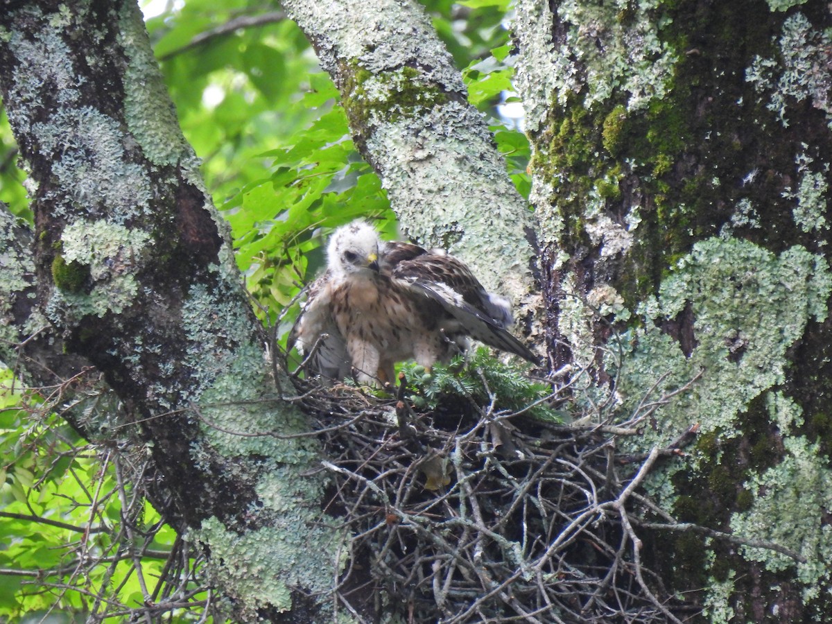 Broad-winged Hawk - Marianne Walsh