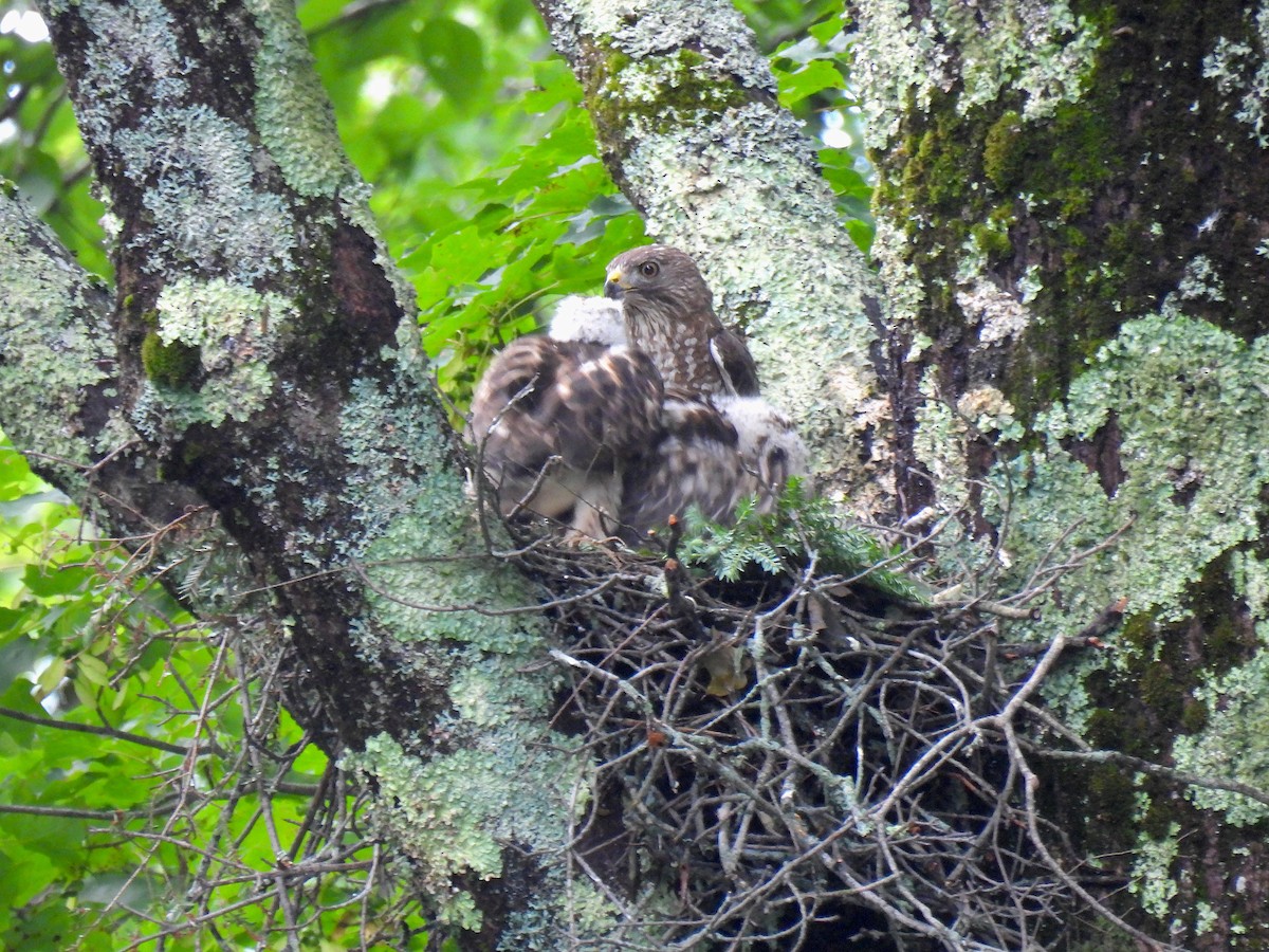 Broad-winged Hawk - ML601269561