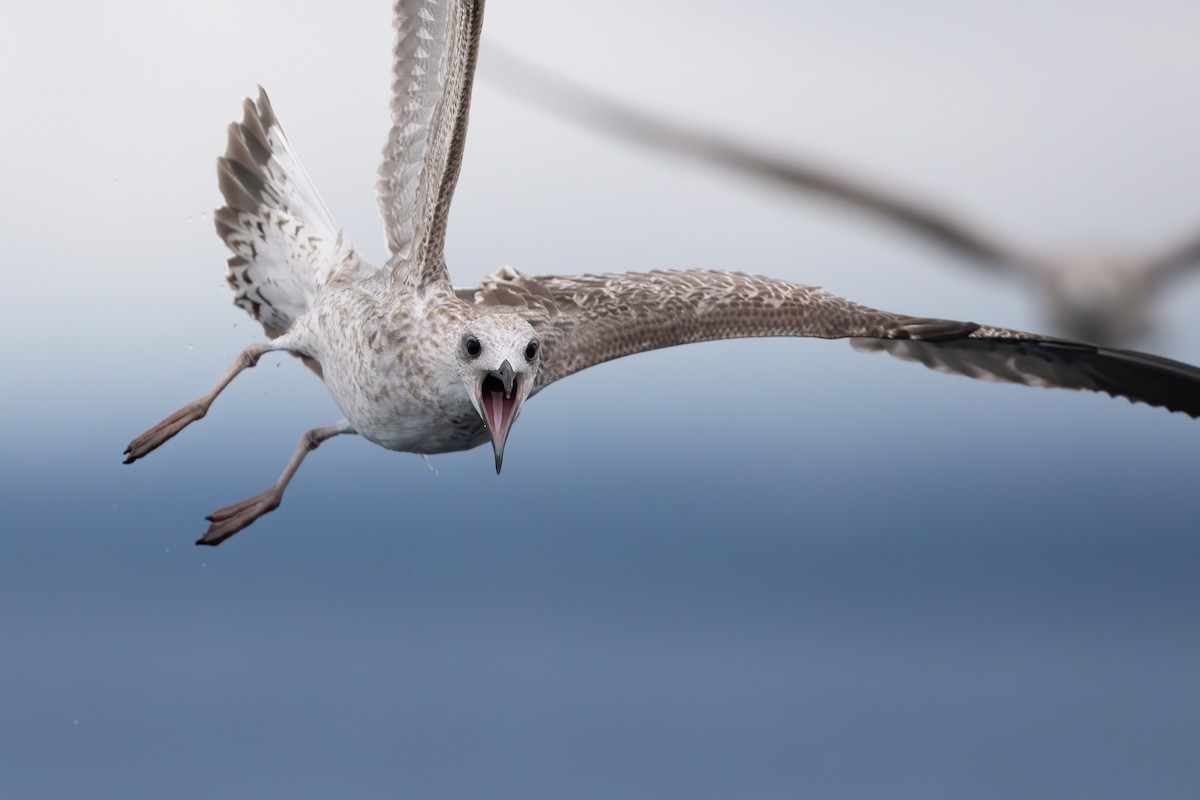 Gaviota Patiamarilla (michahellis) - ML601269771