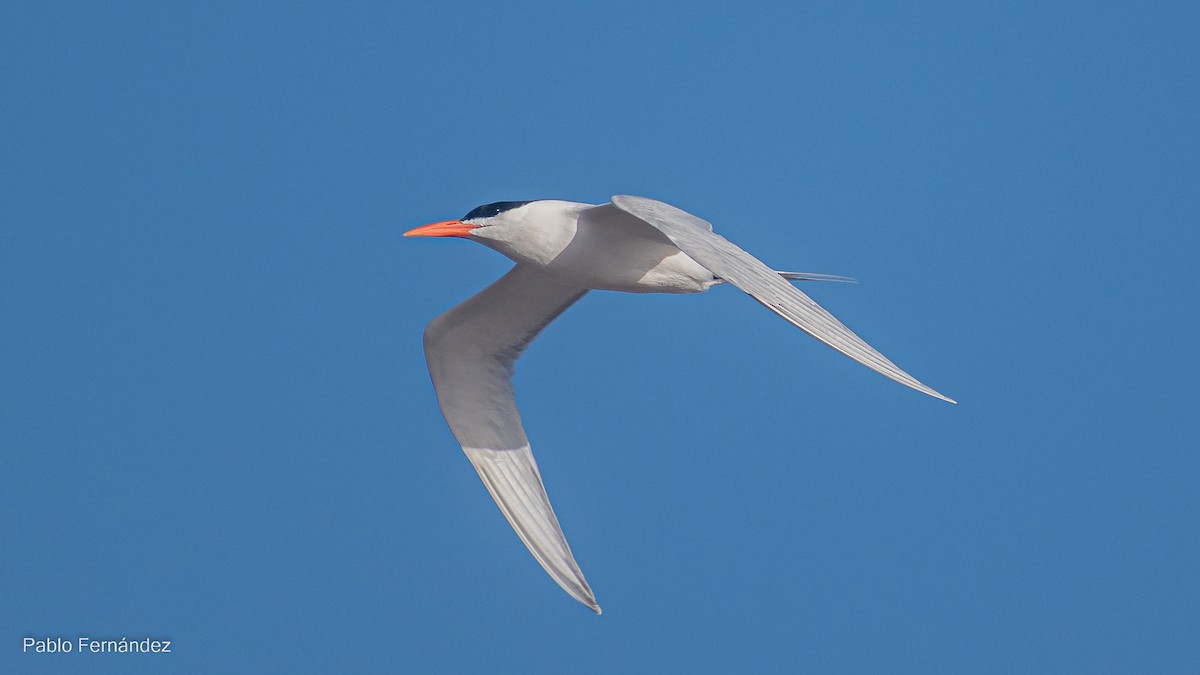 Royal Tern - ML601269911