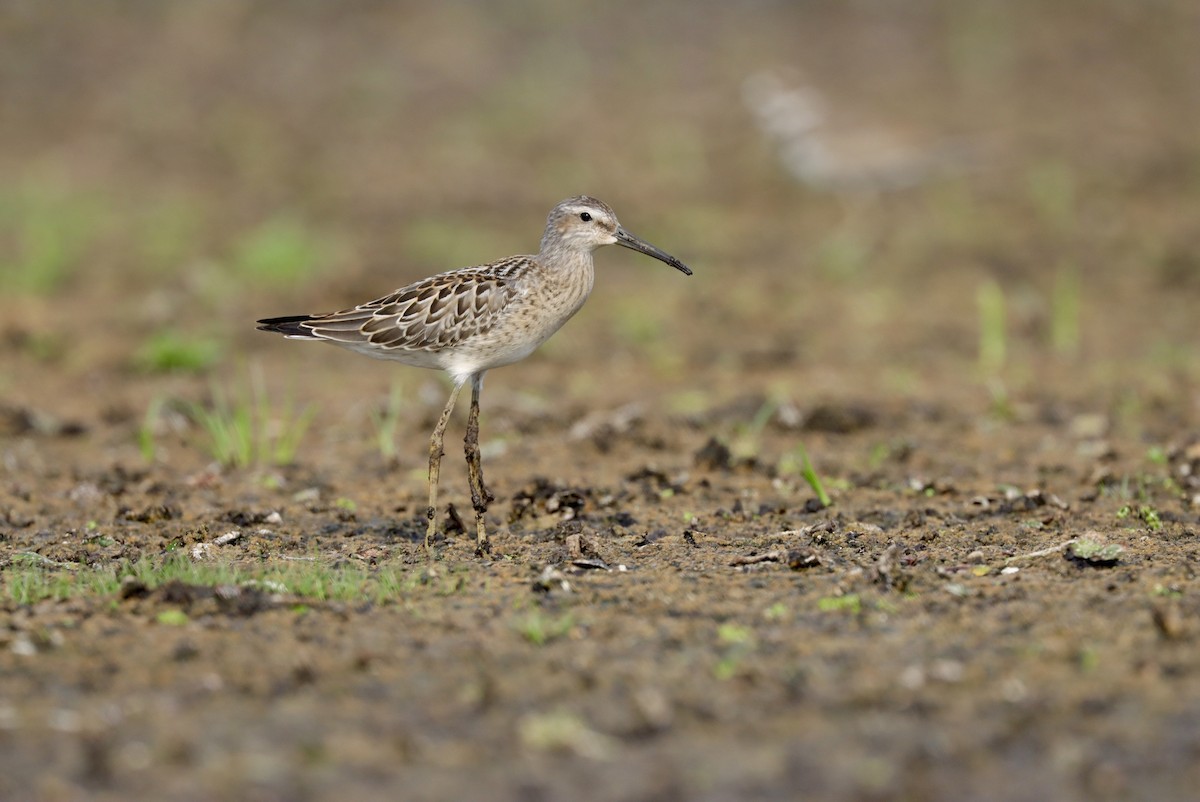 styltesnipe - ML601270951