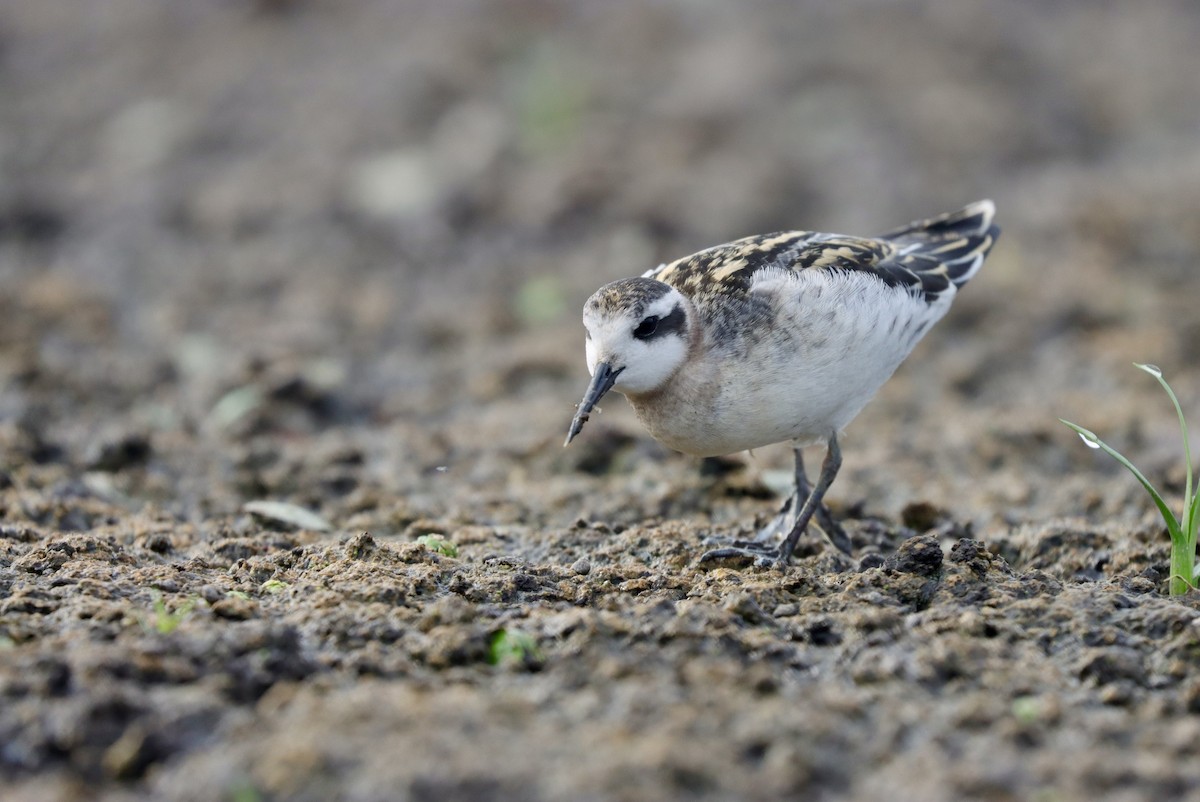 Red-necked Phalarope - ML601272271