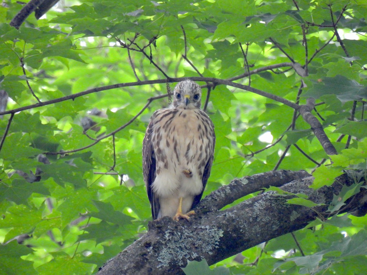 Broad-winged Hawk - ML601272441