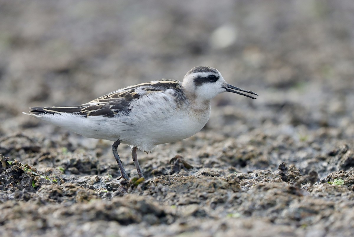 Red-necked Phalarope - ML601272631