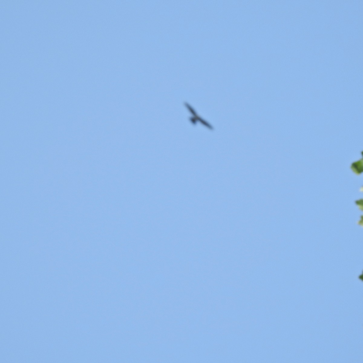 Mississippi Kite - ML601272801