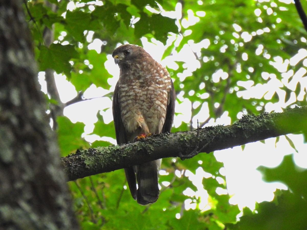 Broad-winged Hawk - ML601274871