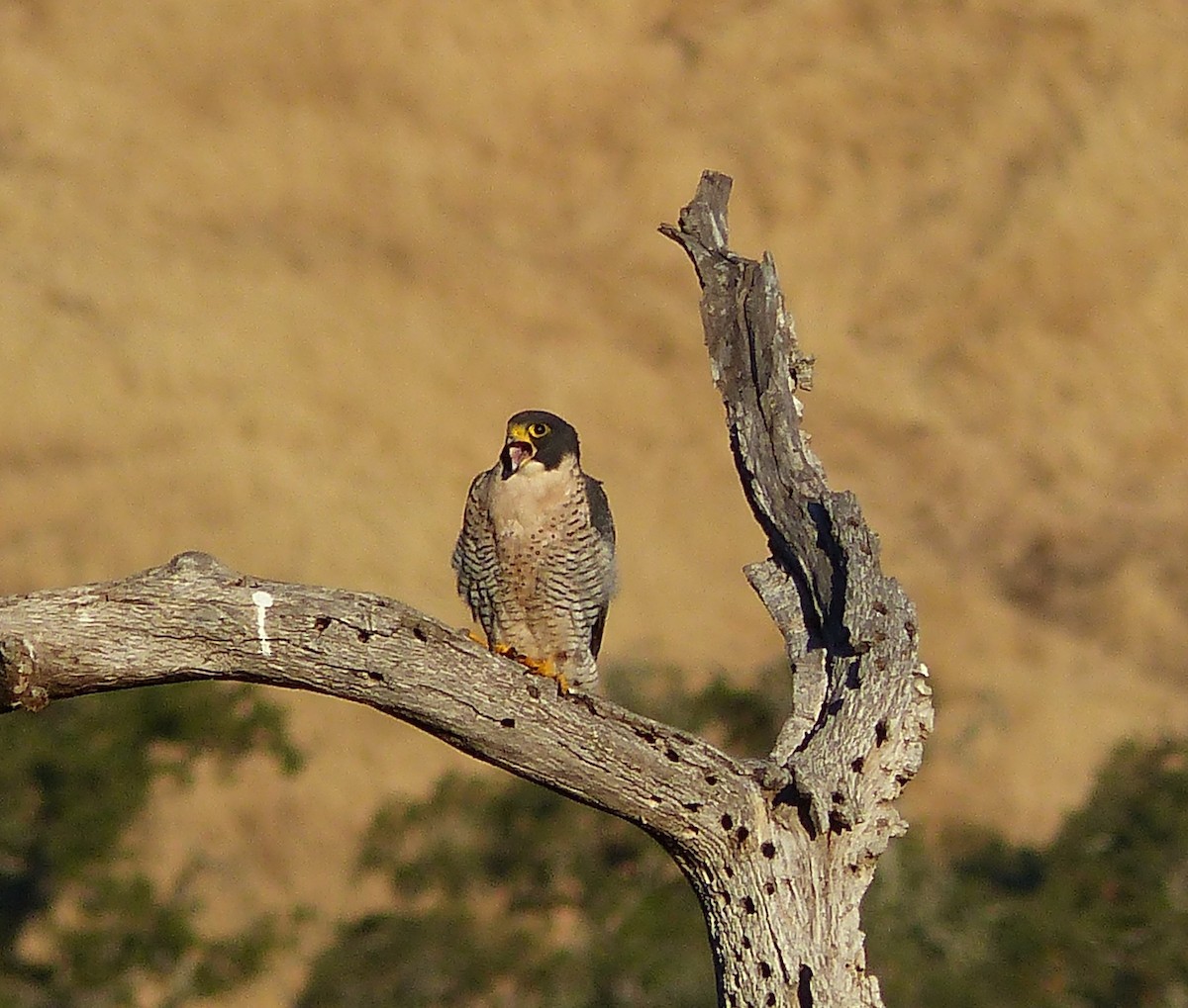 Peregrine Falcon - ML601275021