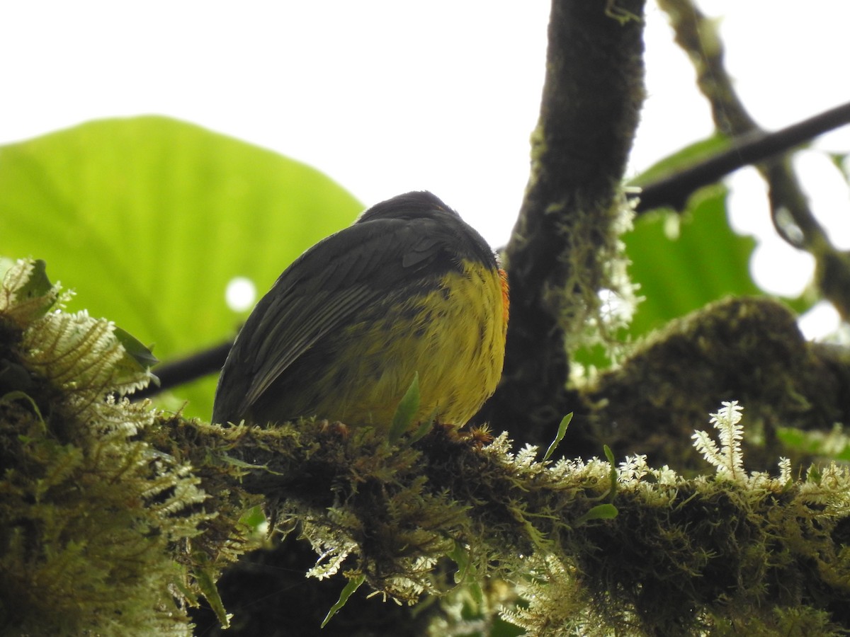 Orange-breasted Fruiteater - ML601275391