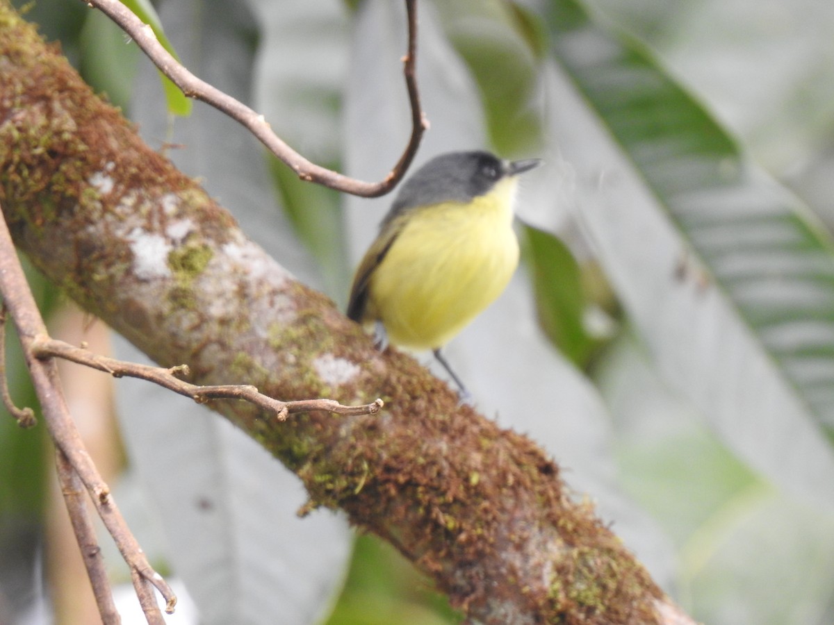 Common Tody-Flycatcher - ML601275621