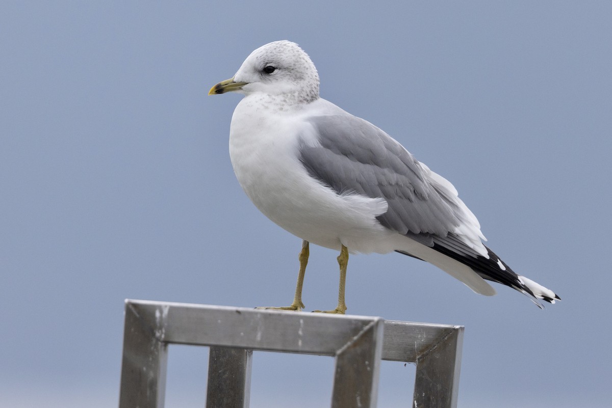 Common Gull (European) - ML601275851