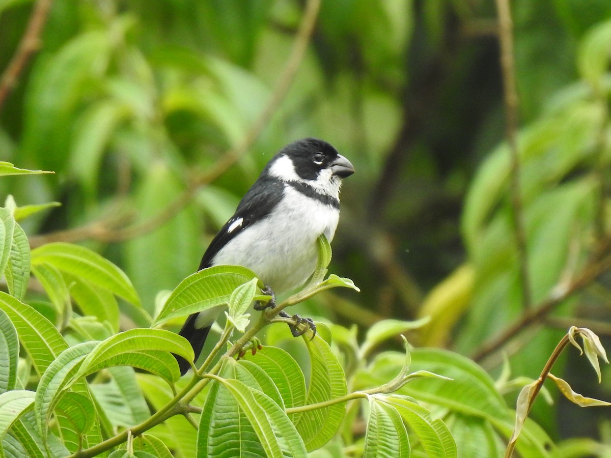 Variable Seedeater - Galo Buitron