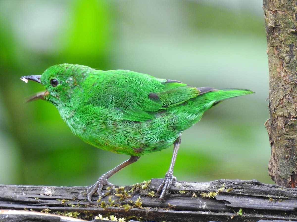 Glistening-green Tanager - ML601276571