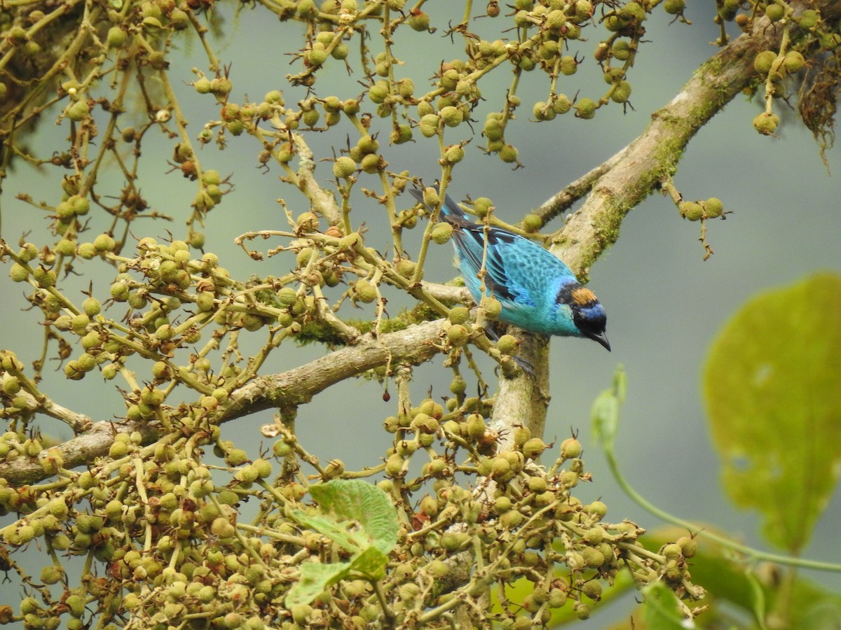 Golden-naped Tanager - ML601276671