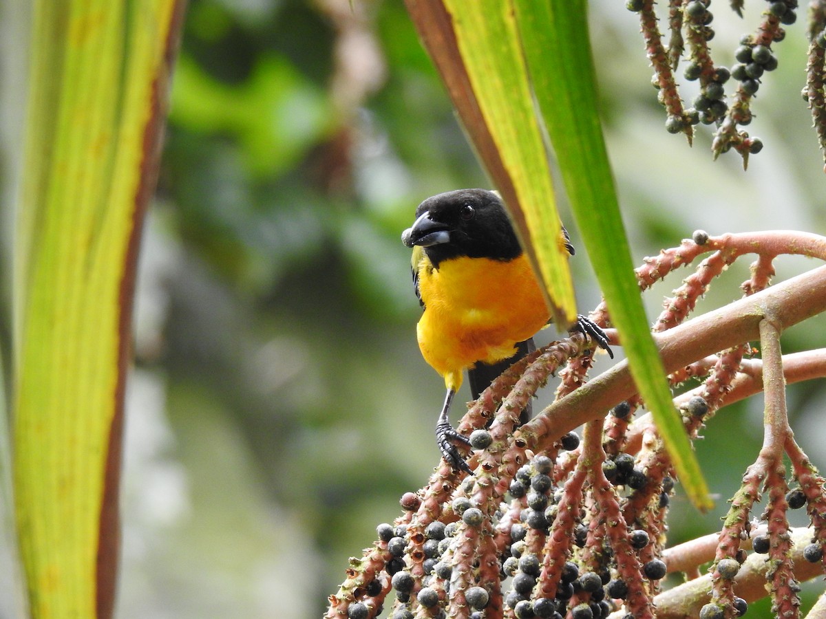 Black-chinned Mountain Tanager - ML601277031