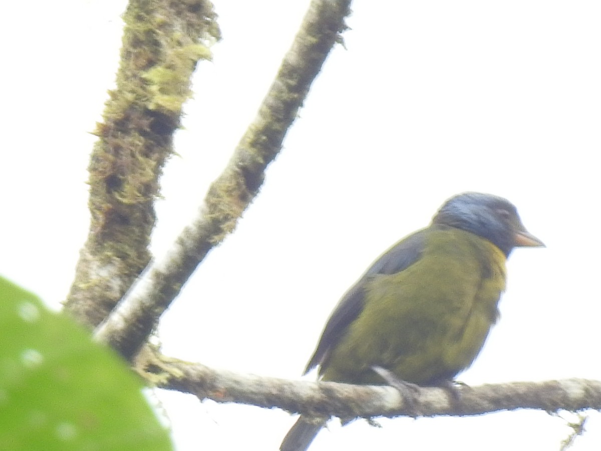 Moss-backed Tanager - ML601277151