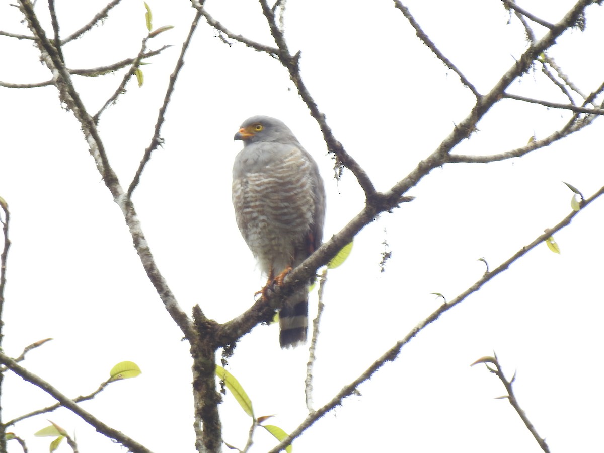 Roadside Hawk - ML601277681