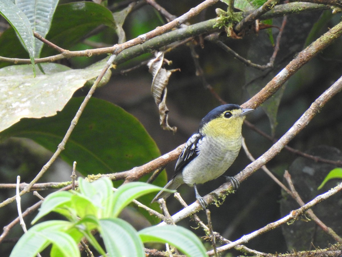 Barred Becard - ML601278081