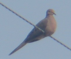 Mourning Dove - ML601278281