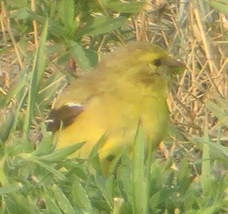 Chardonneret jaune - ML601278351