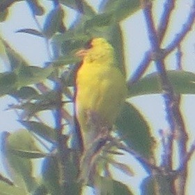 Chardonneret jaune - ML601278361