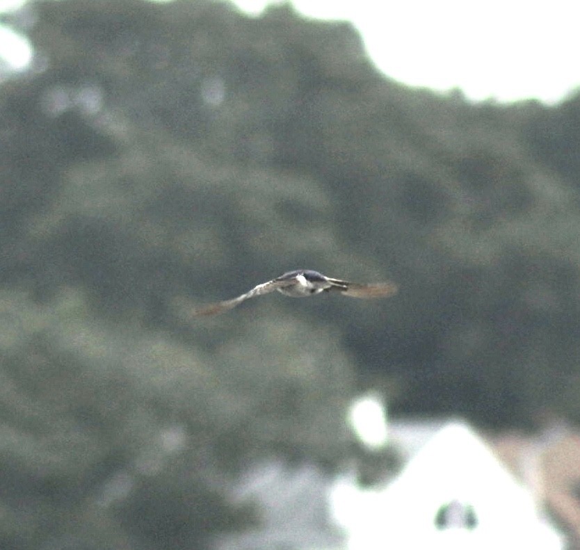 Tree Swallow - ML601281001