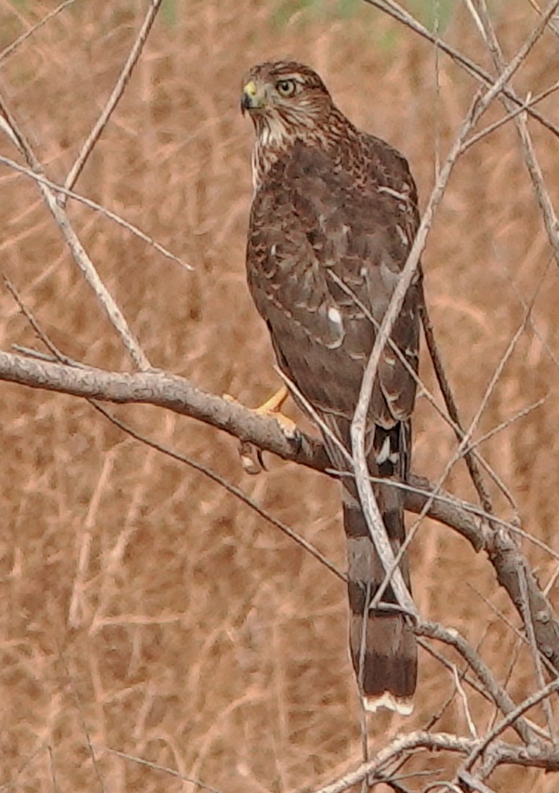 Cooper's Hawk - ML601281271